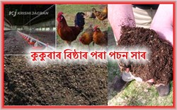 Compost from poultry feces