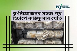 MUSHROOM CULTIVATION