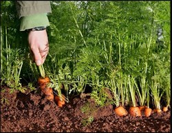 CARROT CULTIVATION