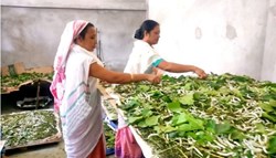 silk farm in Dhakuakhana