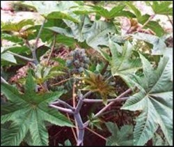 silk farming process