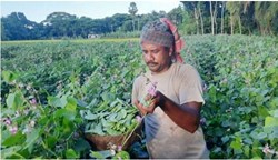 Urohi kheti in Assam
