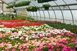 Floriculture Assam