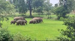 Wild elephants are a terror in boder of Udalguri