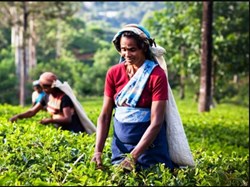 190 million kg of tea produced in September, Assam produced 109 million kg