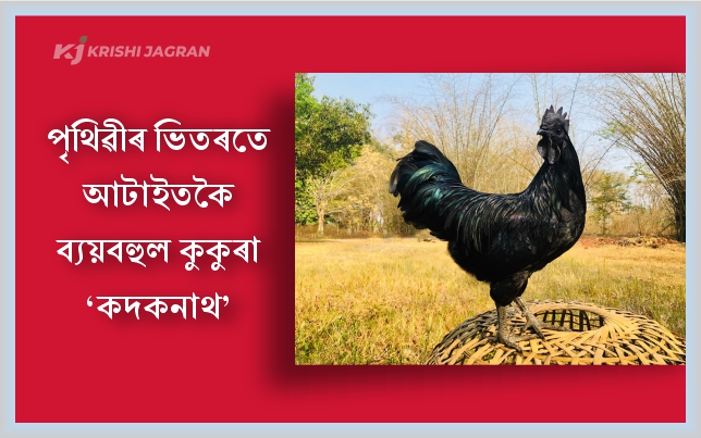 Most Expensive Chicken Kadaknath