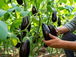 Egg plant cultivation