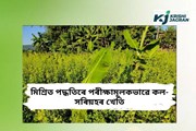 মৰিগাঁৱত মিশ্ৰিত পদ্ধতিৰে পৰীক্ষামূলকভাৱে কল-সৰিয়হৰ খেতি