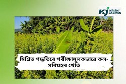 Banana & Musterd  mix cultivation in Marigaon