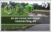 ধান ভাল নোহোৱা আৰু বানপ্ৰৱণ পথাৰবোৰত কি কৰিব!
