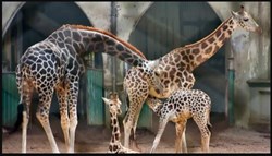 Ambani's zoo is home to hundreds of rare wildlife species