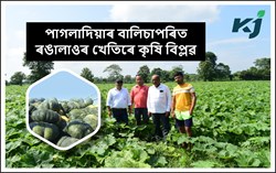 Pumpkin Cultivation at Pagladia