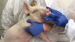 African Swine Flu Big Update