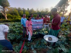 Early cauliflower surprise in Kokrajhar