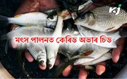 Fish Farming Guide: মৎস পালনত কেৰিড অভাৰ চিড Fish Farming Guide: মৎস পালনত কেৰিড অভাৰ চিড