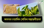 Soyabean Cultivation: অসমত চয়াবিন খেতিৰ সম্ভাৱনীয়তা Soyabean Cultivation: অসমত চয়াবিন খেতিৰ সম্ভাৱনীয়তা
