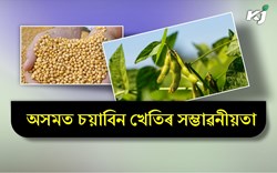 Soyabean Cultivation in Assam