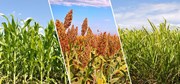 Crop Diversification: শস্য প্ৰণালীৰ বৈচিত্ৰকৰণ Crop Diversification: শস্য প্ৰণালীৰ বৈচিত্ৰকৰণ