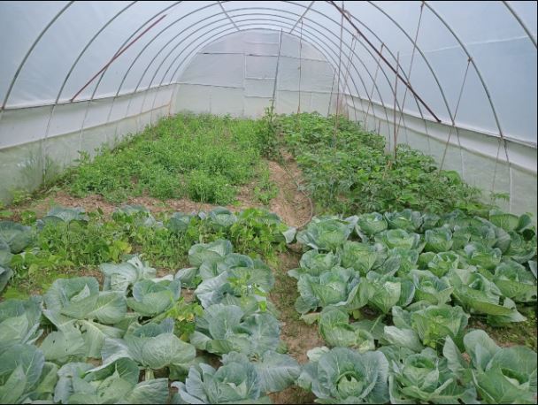 Polyhouse Cultivation