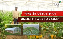 Polyhouse Cultivation in Assam