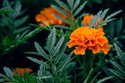 Marigold: বনৌষধি হিচাপে নাৰ্জী ফুলৰ ব্যৱহাৰ!! Marigold: বনৌষধি হিচাপে নাৰ্জী ফুলৰ ব্যৱহাৰ!!