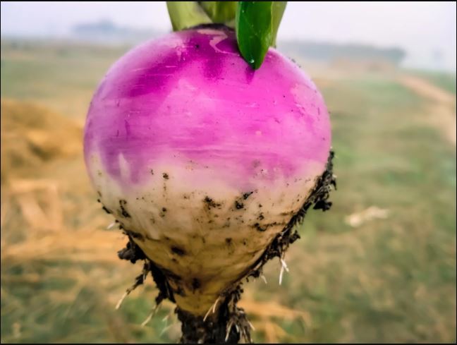 Turnip cultivation