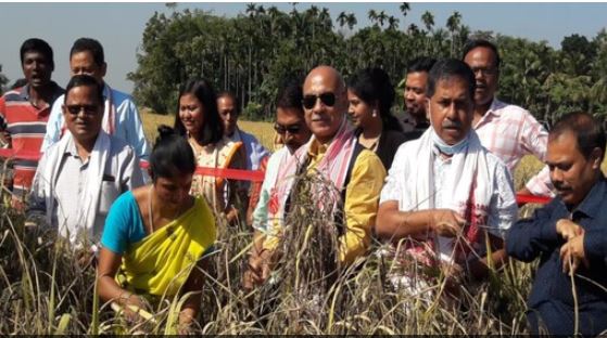'Numali' will change the agricultural economy of Assam