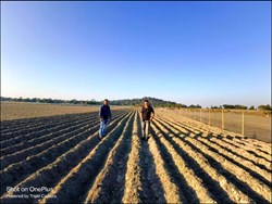 potato cultivation in Mayang