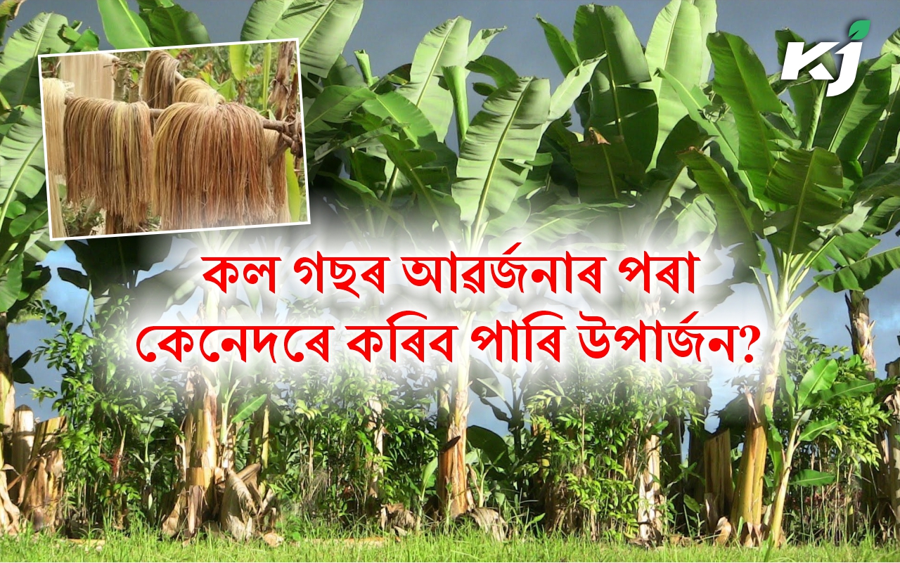 know How to  Earn from Sheath of Banana