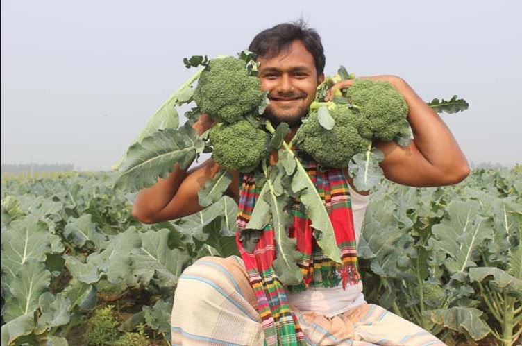 Broccoli Farming