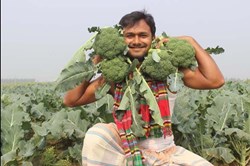 Broccoli Farming in Assam
