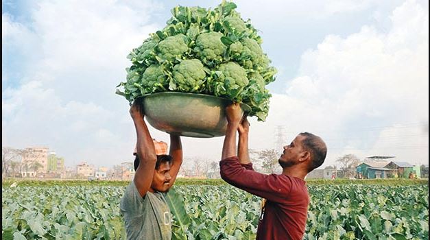 Broccoli Farming ( ব্ৰ'কলি খেতি)