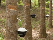 ৰবৰ খেতিৰ পৰিসৰ, প্ৰয়োজনীয়তা, ৰাজসাহায্য, অৰ্থনীতি আৰু অন্যান্য  ৰবৰ খেতিৰ পৰিসৰ, প্ৰয়োজনীয়তা, ৰাজসাহায্য, অৰ্থনীতি আৰু অন্যান্য
