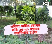 মেহগণি গছ ৰোপনৰ লাভালাভবোৰ জানেনে! সৱিশেষ জানিবলৈ এতিয়াই ফোন কৰক