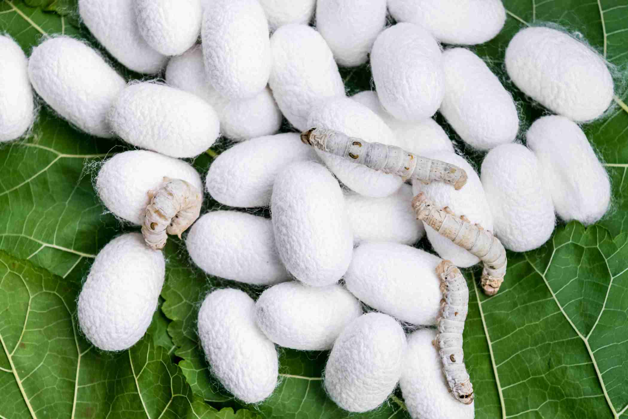 Sericulture a Profitable Business for farmers