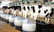 Dairy Farming: দুগ্ধ পালন আৰম্ভ কৰাৰ পূৰ্বে এইকেইবিধ  সঁজুলিৰ বিষয়ে জানি লওঁক Dairy Farming: দুগ্ধ পালন আৰম্ভ কৰাৰ পূৰ্বে এইকেইবিধ  সঁজুলিৰ বিষয়ে জানি লওঁক