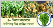 Spinach : পলিহাউচৰ ভিতৰত কৰক এই জাতসমূহৰ পালেং