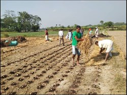 What is Zero Tillage !