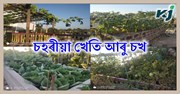 চহৰ বাসিন্দাসকলে ঘৰতে  এনেদৰে পাতিব পাৰে এখন পাচলিৰ বাৰী