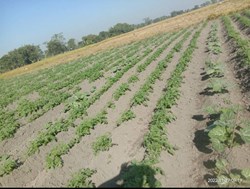 mixed cultivation of potato & pumkin