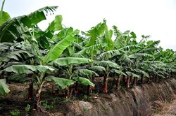 Know all about of Banana cultivation