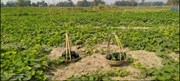 Pumpkin Cultivation- সৰিয়হ তলীবোৰত সৰিয়হ চপোৱাৰ এমাহৰ পূৰ্বেই ৰঙালাও পুলি ৰোৱক কৃষকসকলে