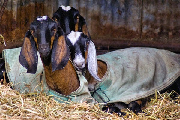 Improved varieties of goats