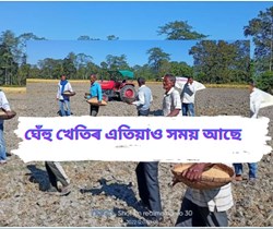 wheat cultivation in Jengraimukh, Majuli