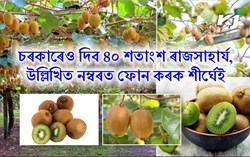 kiwi farming  in Assam