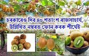 kiwi farming : কিৱি খেতি কৰি বছৰে বিশ ত্রিশ লাখ টকা উপাৰ্জন কৰক 