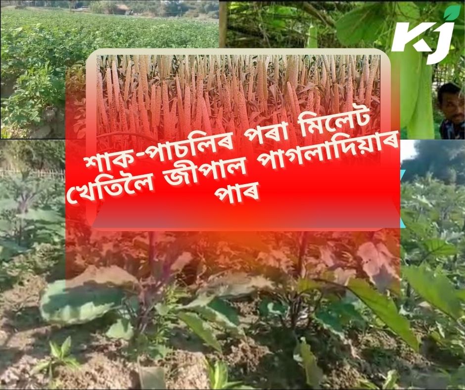 Millet cultivation in Pagladiya par