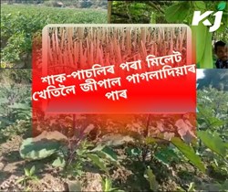 Millet cultivation in Pagladiya par