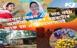 Harvesting by Assamese Farmer! Aghon