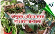 জালুকৰ খেতি সম্পৰ্কে আজিও গঞা ৰাইজৰ নাই কোনো ধ্যান-ধাৰণা জালুকৰ খেতি সম্পৰ্কে আজিও গঞা ৰাইজৰ নাই কোনো ধ্যান-ধাৰণা